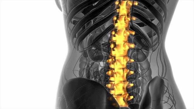 SPINE bone skeleton x-ray scan