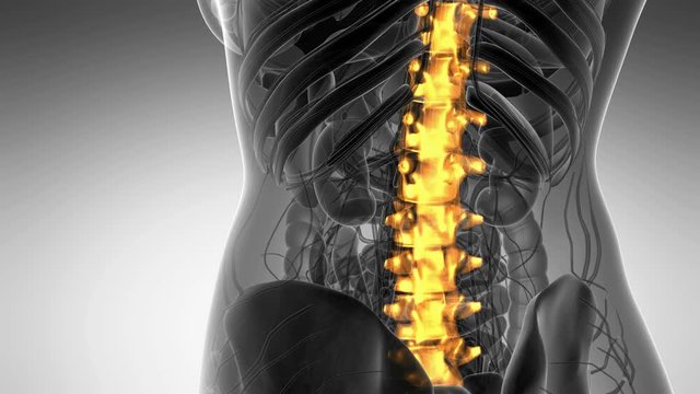 SPINE bone skeleton x-ray scan