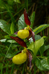 Orchidea Scarpetta di Venere (Cypripedium calceolus),ritratto fiore
