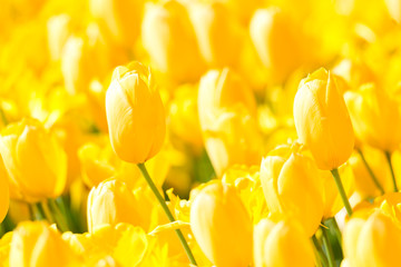 Obraz premium Blooming colorful tulips flowerbed in public flower garden. Popular tourist site. Lisse, Holland, Netherlands. Selective focus. Nature natural flowers spring background