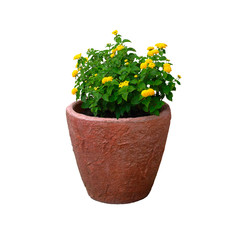 Fototapeta na wymiar Pot with bush of green plant with yellow flowers for landscape design, isolated on white background. Bush with fresh juicy leaves in terracotta pot.