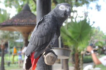 parrot in cage