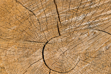 Closeup wood crack for background texture