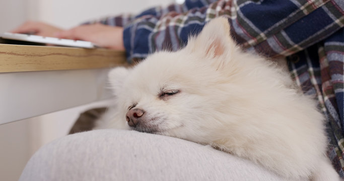 Pomeranian dog sleep on woman legs