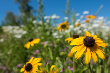 Selective focus photo on a black eye Susan flower, among a field of white daisies.