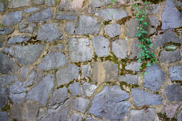 Wall of stone blocks with a vine