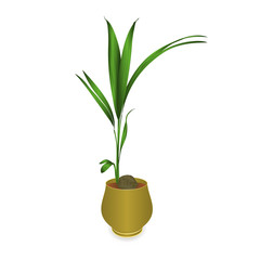 Tropical plant coconut palm in a pot on a white background vintage vector illustration  editable hand draw
