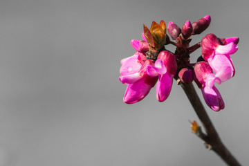 Western redbud (Cercis occidentalis) isolated on a green background, California