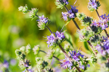 Cleveland sage (Salvia clevelandii) flowers growing on a meadow meadow in spring, California