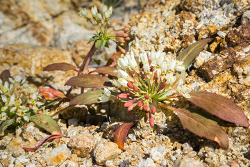 Camissonia Boothii, Booth's Evening Primrose blooming in Joshua Tree National Park, California