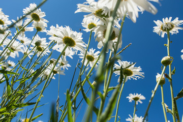 Wildflower daisies looking up at a bright blue sky on a sunny summer day
