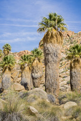 Fototapeta na wymiar Fan Palm Trees (Washingtonia filifera) in the Lost Palms Oasis, a popular hiking spot, Joshua Tree National Park, California