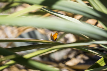 Sagebrush Checkerspot (Chlosyne acastus) butterfly sitting on the leaves of a fan palm tree, Joshua Tree National Park, California; selective focus