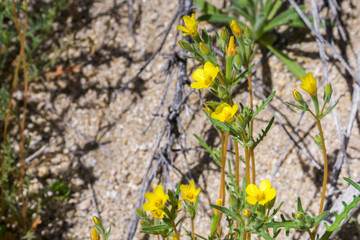 Golden Linanthus (Leptosiphon aureus) blooming in Joshua Tree National Park, California