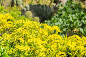 Yellow Flower Cluster on a Aeonium arboreum succulent, California