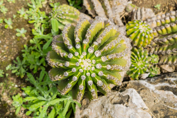 Barrel cactus seen from above, California