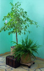 Obraz premium Benjamin ficus, fern and chest in living room at window with sunlight