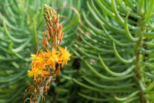 Stalked Bulbine, Orange Bulbine (Bulbine frutescens, Bulbine caulescens, Anthericum frutescens), inflorescence, California