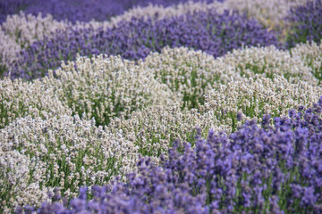Lavender field of white and purple flowers