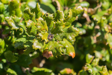 Quercus durata (California scrub oak, leather oak) branch, California