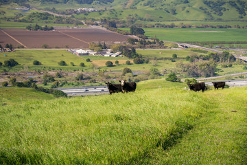 Fototapeta na wymiar Cattle herd on a pasture up in the hills; valley with agricultural fields and the highway in the background, south San Francisco bay, San Jose, California