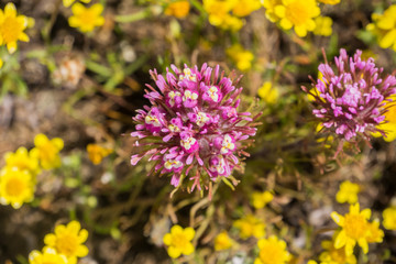 Owl's clover (Castilleja exserta) blooming among Goldfield flowers, California