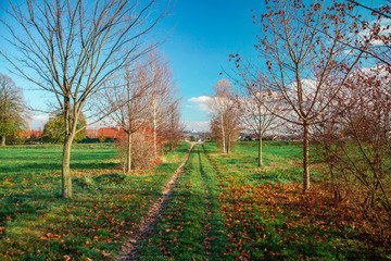 Naklejka premium pathway in green meadow whith autumn colors