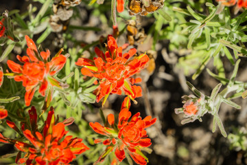 Indian paintbrush (Castilleja), Pinnacles National Park, California
