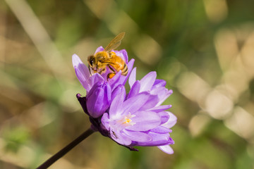 Honey bee pollinating a Blue dick wildflower (Dichelostemma capitatum), California