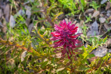 Close up of Indian Warrior (Pedicularis densiflora) plant, California