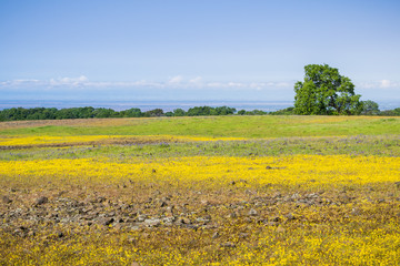 Wildflowers blooming on the rocky soil of North Table Mountain, Oroville, California