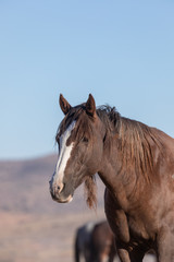 Obraz na płótnie Canvas Wild Horse Close Up Portrait