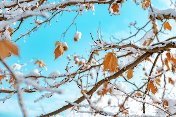 Maple tree covered in snow