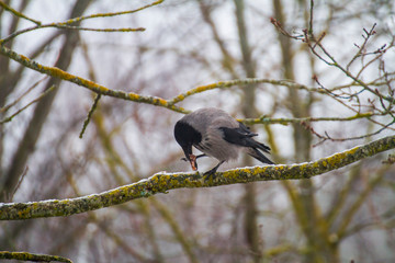 Crow sitting on a branch and nibbling it 