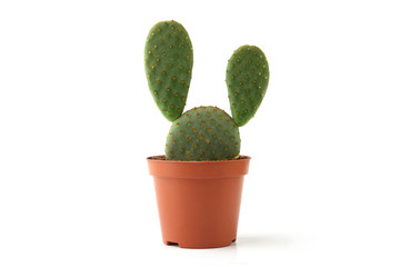 Cactus opuntia in pot isolated on white background. Cute young succulent cactus.
