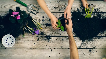 The boy helps parents plant flowers in pots. Close-up of hands that plant flowers in pots. Concept of gardening. Gardeners hands planting flowers.