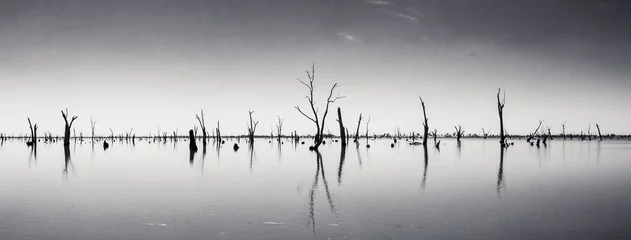 Crédence de cuisine en verre imprimé Noir et blanc Photographie de troncs d& 39 arbres morts sortant de l& 39 eau, Australie