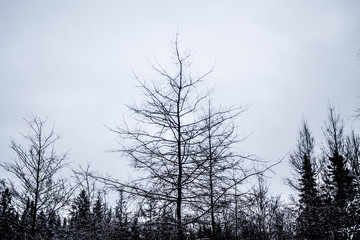 winter photographs from a park walking along the St-Catherine de la Jacques Quartier River in Quebec City
