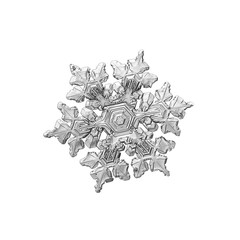 Snowflake isolated on white background. Macro photo of real snow crystal: complex star plate with...