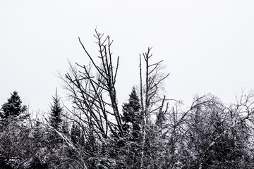 winter photographs from a park walking along the St-Catherine de la Jacques Quartier River in Quebec City
