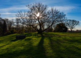 Fototapeta na wymiar Lonely Tree on Field, Nantucket