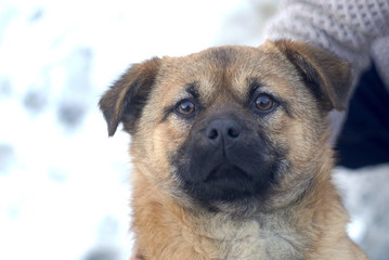 portrait of a surprised dog's look
