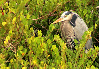 great blue heron