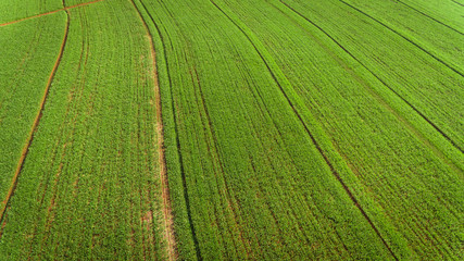 Sugarcane plantation field aerial view with sun light. Agricultural industrial.
