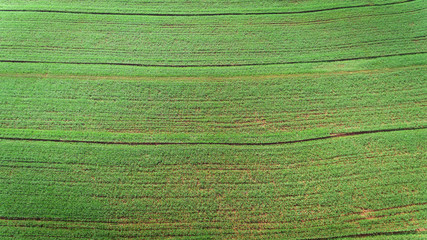 Sugarcane plantation field aerial view with sun light. Agricultural industrial.