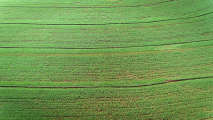 Sugarcane plantation field aerial view with sun light. Agricultural industrial.