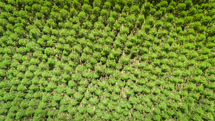 Eucalyptus plantation in Brazil - cellulose paper agriculture - birdseye drone view. Top view.