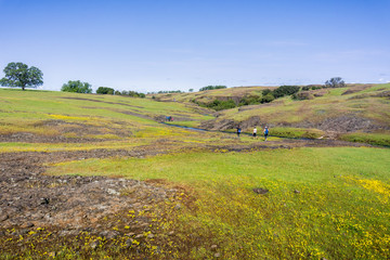 Fototapeta na wymiar Wildflowers blooming and green grass growing on the rocky soil of North Table Mountain, Oroville, California