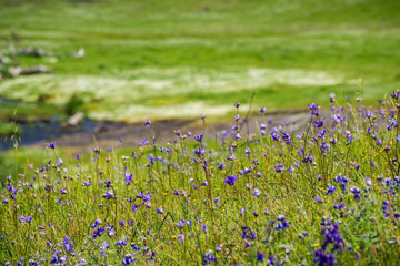 Blue dick (Dichelostemma capitatum) wildflowers blooming on a meadow, North Table Mountain,...