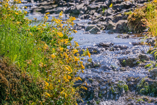 Seep monkey flower (Mimulus guttatus) blooming on the shores of a creek, North Table Mountain Ecological Reserve, Oroville, California